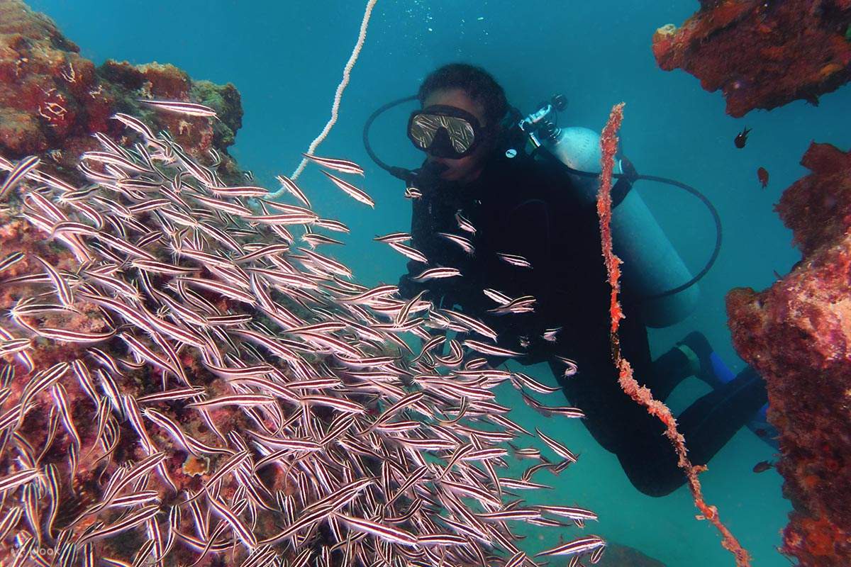 Découvrez la vie marine vibrante des eaux de Kota Kinabalu tout en améliorant vos compétences en plongée, en rencontrant des espèces exotiques et des récifs coralliens colorés.
